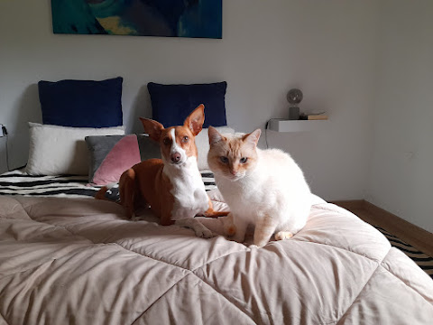Cão e gato juntos numa cama